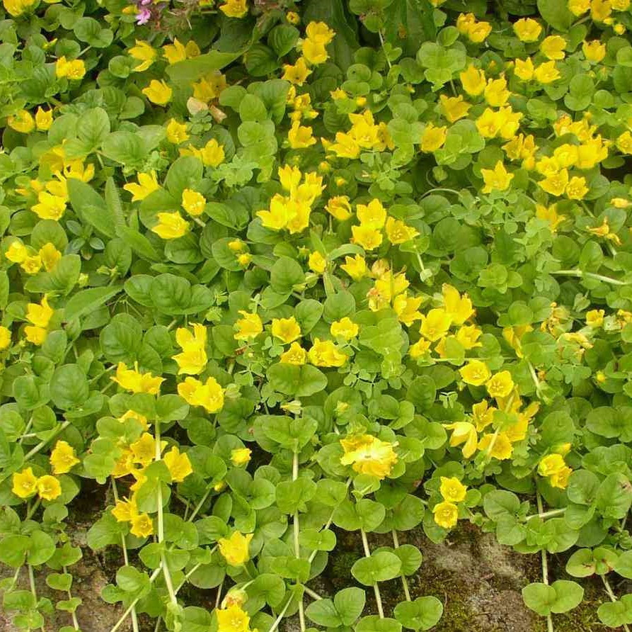 Вербейник монетчатий ґрунтопокривний, ЗКС в горщиках 0.5 л