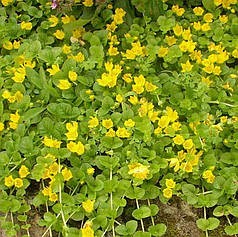 Вербейник монетчатий ґрунтопокривний, ЗКС в горщиках 0.5 л