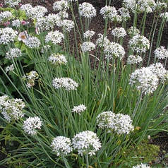 Цибуля Джусай, ЗКС у горщиках 0.5 л