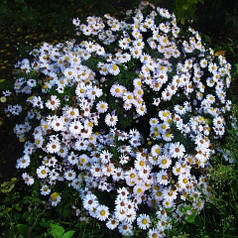 Морозець середньорослий (астра новобельгійська), білий, ЗКС в горщиках 1.0 л