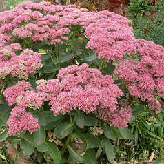 Очиток (седум) кущовий видний Рожевий саджанець в горщику 1 л