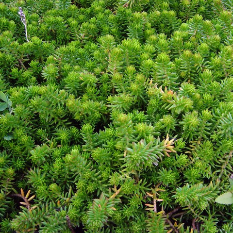 Очиток (седум) Скельний, ЗКС в горщиках 0.5 л