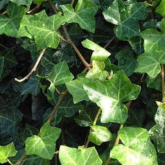 Плющ садовий саджанець в горщику 0.5 л