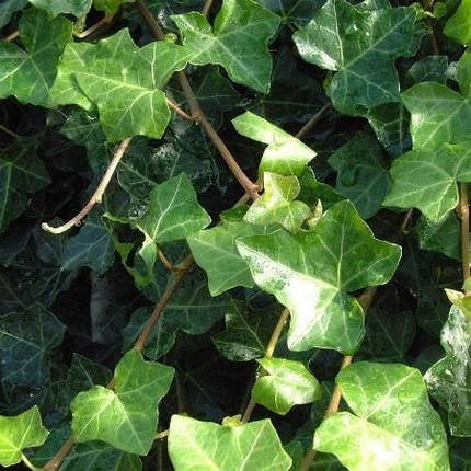 Плющ садовий саджанець в горщику 0.5 л, фото 1