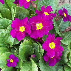 Примула садова малинова саджанець в горщику 0.5 л