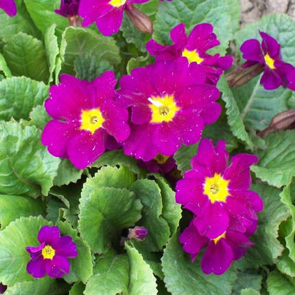 Примула садова малинова саджанець в горщику 0.5 л, фото 1