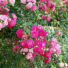 Троянда плетиста рожева Ексцельза (Excelsa) саджанець в горщику 0.8 л