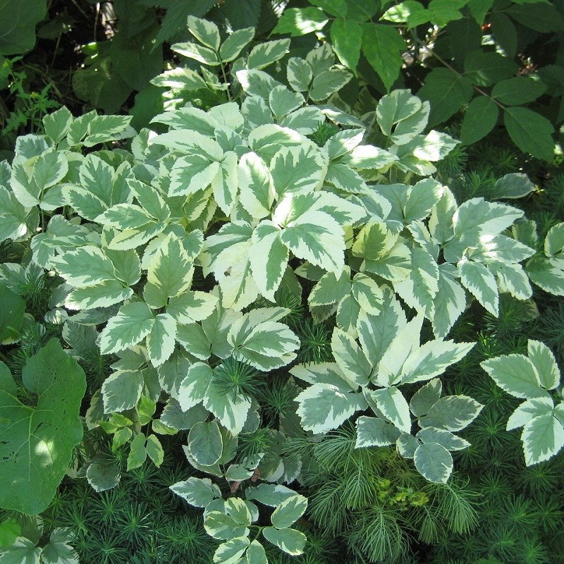 Яглиця ряболиста саджанець у горщику 0.5 л