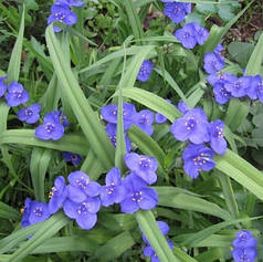 Традесканція садова Синя, ЗКС в горщиках 1.0 л