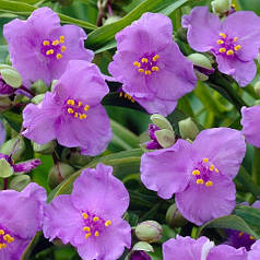 Традесканция садова бузкова саджанець  вгорщику 1 л