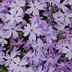 Флокс шиловидний Блакитний, ЗКС у горщиках 0.5 л