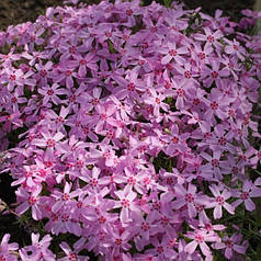 Флокс шилоподібний Рожевий, ЗКС в горщиках 0.5 л