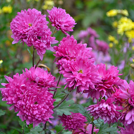 Хризантема рожева саджанець в горщику 1 л, фото 1