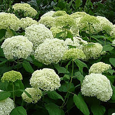 Гортензія деревовидна Анабель саджанець в горщику 0.8 л