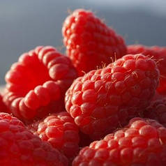 Малина Каскад Делайт (Cascade Delight), ЗКС в горщиках 0.8 л