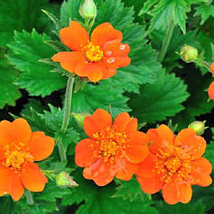 Гравілат чілійський, ЗКС в горщиках 1.0 л