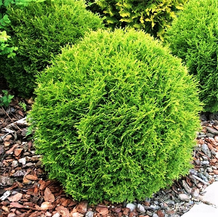 Саджанці Туї західної Тіні Тім, 4-х річна (Thuja occidentalis Tiny Tim) С3