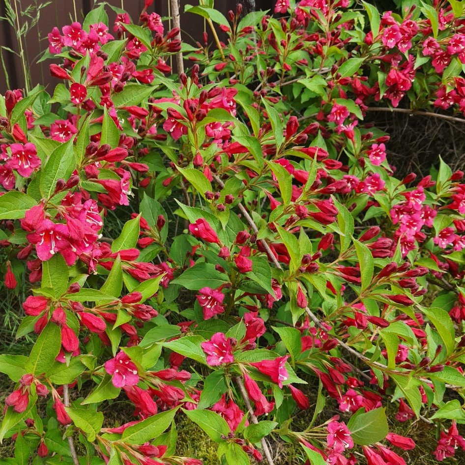 Вейгела Евіта Evita саджанець в горщику 0.8 л