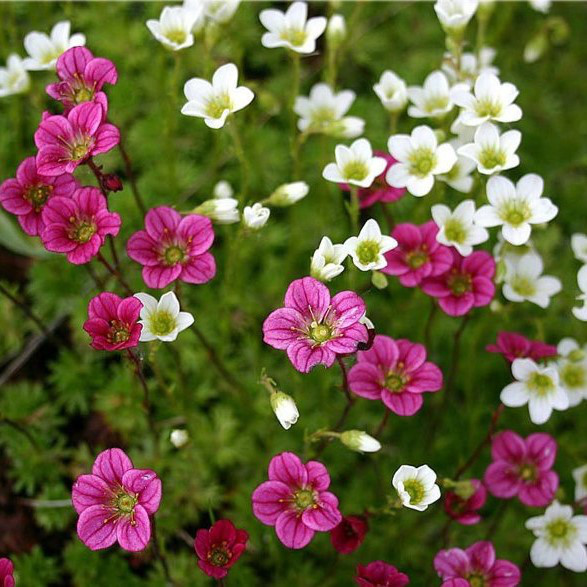 Ломикамінь біла грунтопокривна в горщику 1.5 л