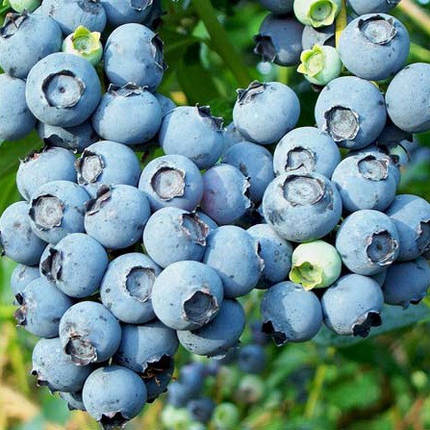 Лохина Блюголд (Bluegold), ЗКС в горщиках 1.0 л (2-річні), фото 1