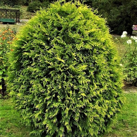 Саджанці Туї західної Тип Топ (Thuja occidentalis Tip Top) Р9