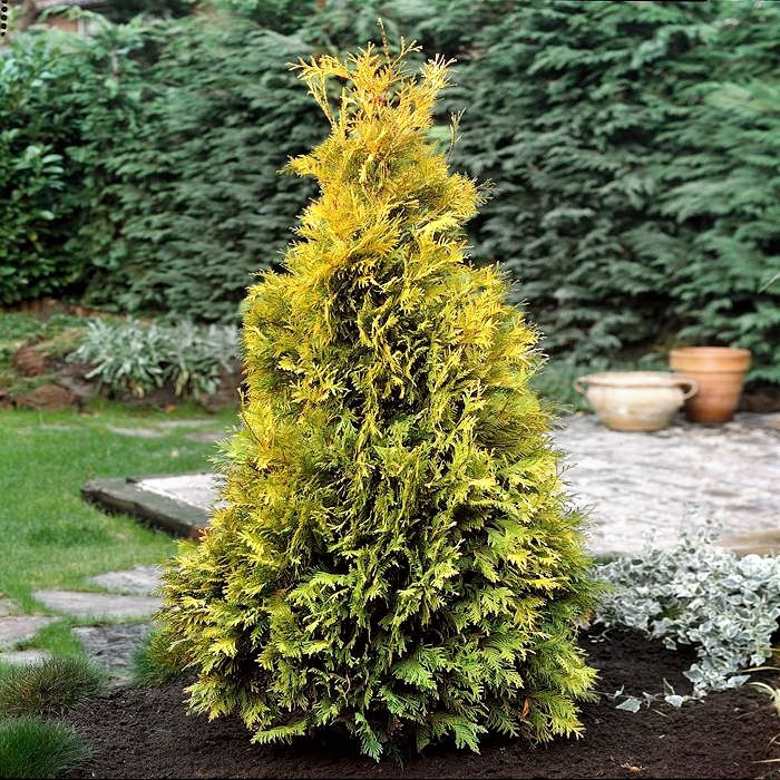 Саджанці Туї західної Єллоу Ріббон (Thuja occidentalis Yellow Ribbon) Р9
