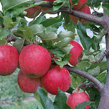 Яблуня Віста Белла (літня)