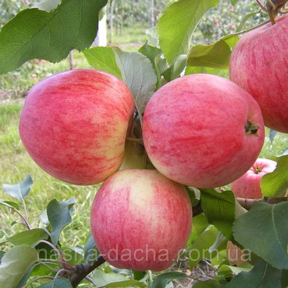 Яблуня Мантет (літня)