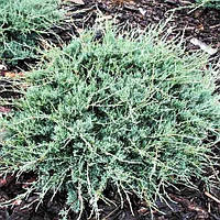 Саженцы Можжевельника виргинского Блю Клоуд (Juniperus virginiana Blue Cloud) Р9