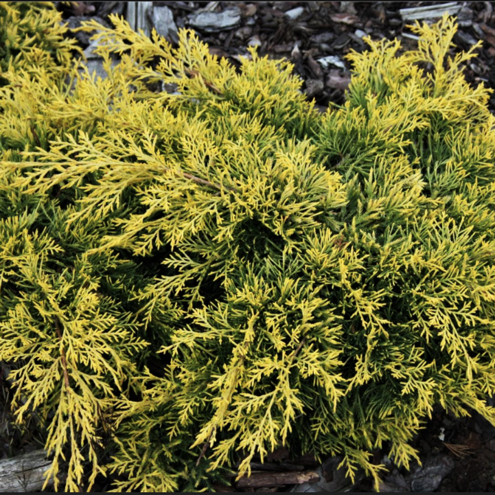 Саджанці Ялівцю середнього Голден Саусер (Juniperus pfitzeriana Golden Saucer) Р9