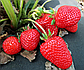 Розсада полуниці Петра"Petra" - ремонтантна, врожайна, цукриста, фото 3