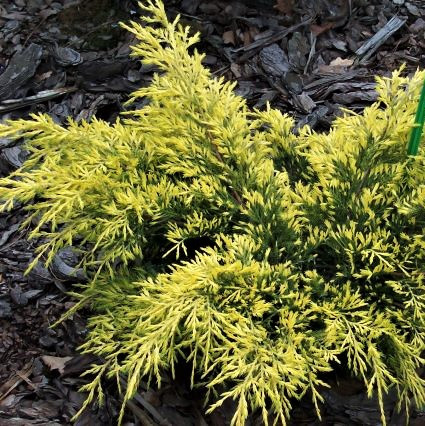 Саджанці Ялівцю середнього Шерідан Голд (Juniperus pfitzeriana Sheridan Gold) Р9