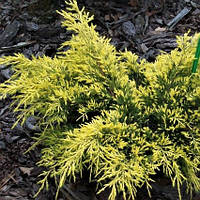 Саженцы Можжевельника среднего Шеридан Голд (Juniperus pfitzeriana Sheridan Gold) Р9