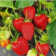 Розсада полуниці Альбіон - ремонтантна, великоплідна, соковита, фото 4