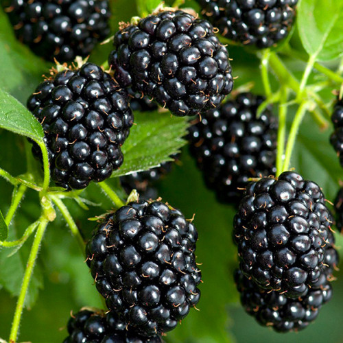 Саджанці ремонтантної ожини Блек Джем (Black Gem) - безколючкова, велика, солодка, фото 1