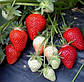 Розсада полуниці Зефір (Zefir) - надрання, транспортабельна, солодка., фото 3