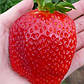Розсада полуниці Сальса - пізня, урожайна, соковита, фото 3