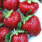 Розсада полуниці Мальвіна (Malwina) - пізня, транспортабельна, соковита, фото 2