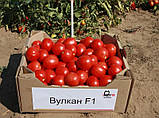 ВУЛКАН F1 - насіння томату детермінантного 25 000 насінин, Nunhems, фото 2