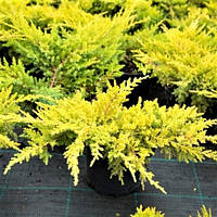 Саджанці Ялівцю середнього Мордиган Голд (Juniperus pfitzeriana Mordigan Gold)