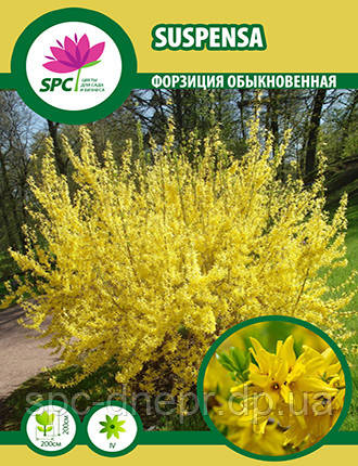 Форзиція Suspensa