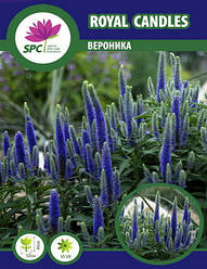 Вероніка Royal Candles