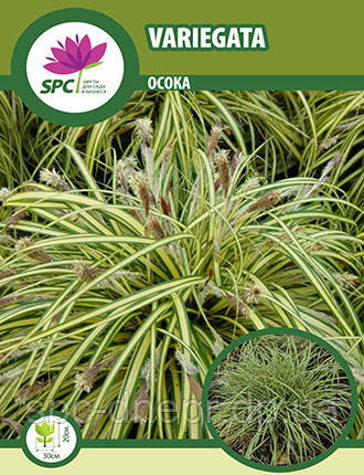 Осока Variegata, фото 1