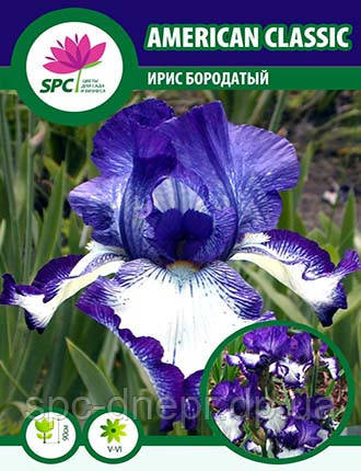 Ірис бородатий American Classic, фото 1