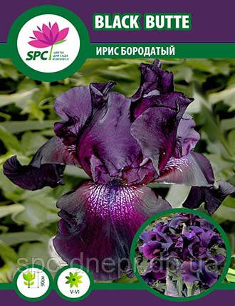 Ірис бородатий Black Butter, фото 1