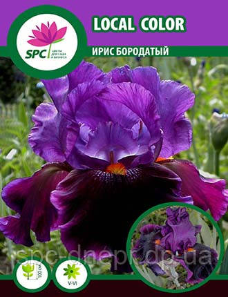 Ірис бородатий Local Color, фото 1