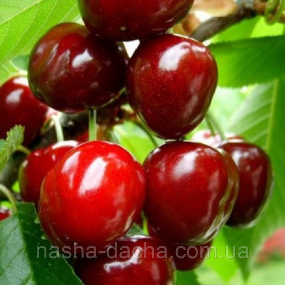 Черешня Ганнуся (рання)