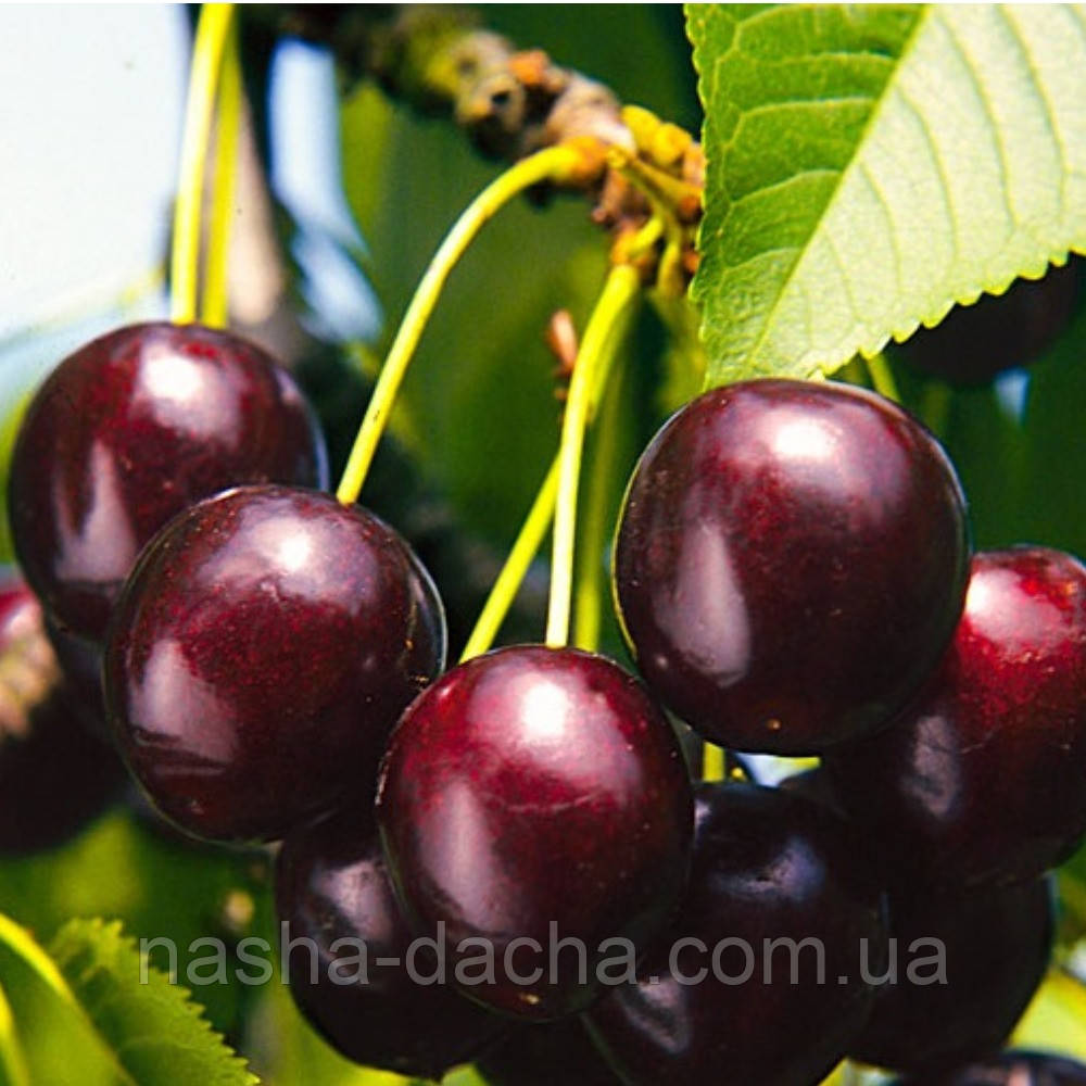 Черешня Ревна (середньостигла)