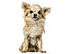 Шлейка/шлея для собак S Zoofari зі світловідбиваючими елементами для собак з окружністю грудей 38-50 см, фото 2