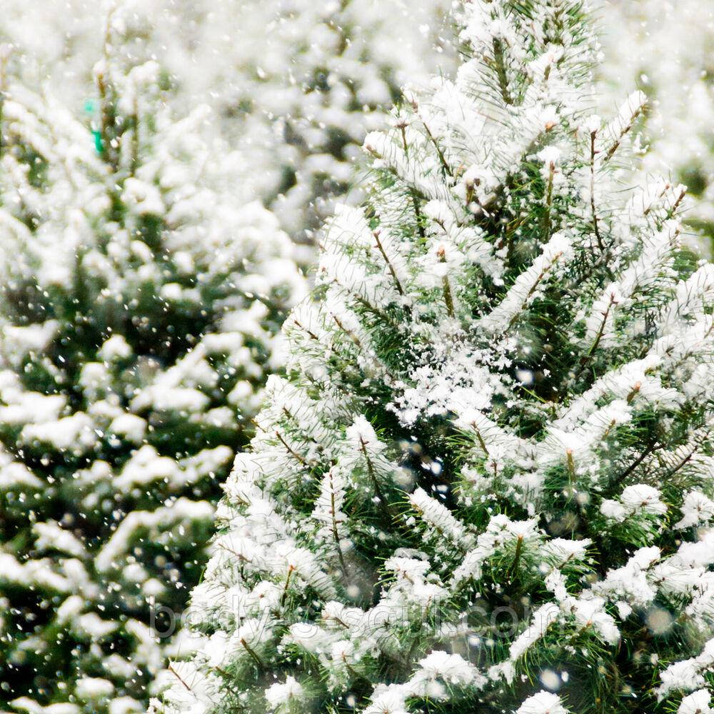 Frosted Fir №78, виробник США (Brambleberry), ваніль 0%